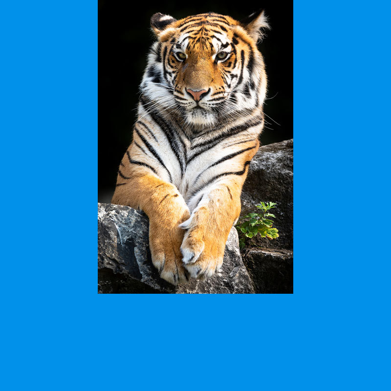 Image after manipulations